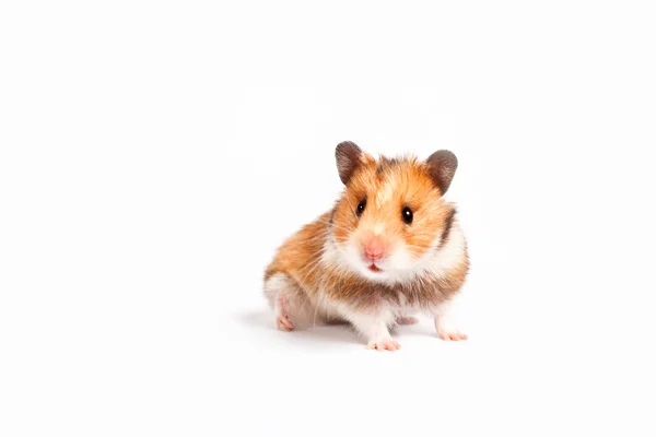 Nyfiken hamster närbild — Stockfoto