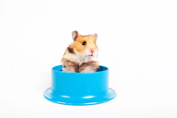 Hamster sitting in the feeding trough — Stock Photo, Image