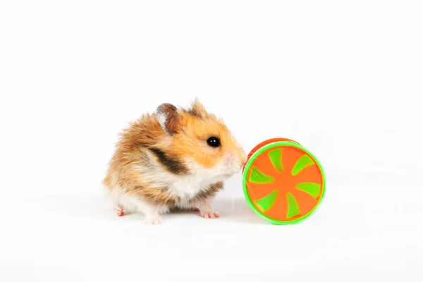 Hamster with a toy wheel — Stock Photo, Image