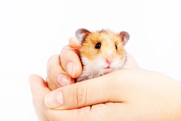 Pequeno hamster sentado em mãos femininas carinhosas — Fotografia de Stock