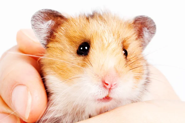 Pequeno hamster sentado em mãos femininas carinhosas — Fotografia de Stock