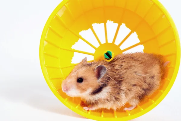Hamster correndo na roda de corrida — Fotografia de Stock
