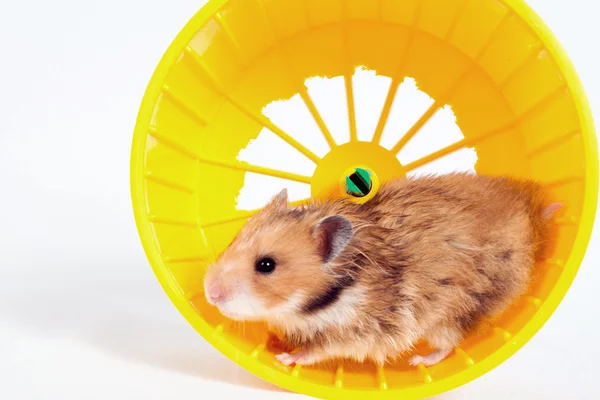 Hamster running in the running wheel — Stock Photo, Image