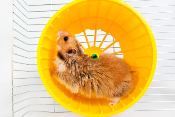 Hamster uitgevoerd in het draaiende wiel — Stockfoto