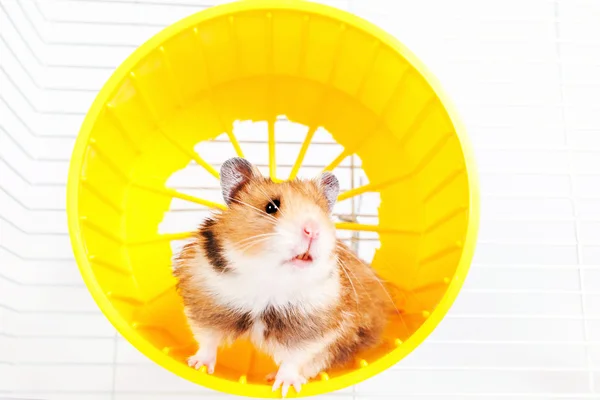 Hamster uitgevoerd in het draaiende wiel — Stockfoto