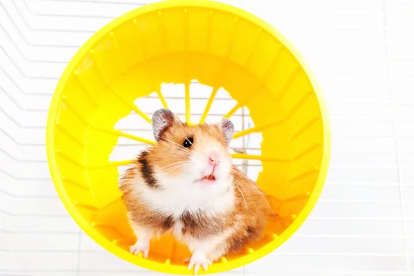 Hamster kör i rinnande ratten — Stockfoto