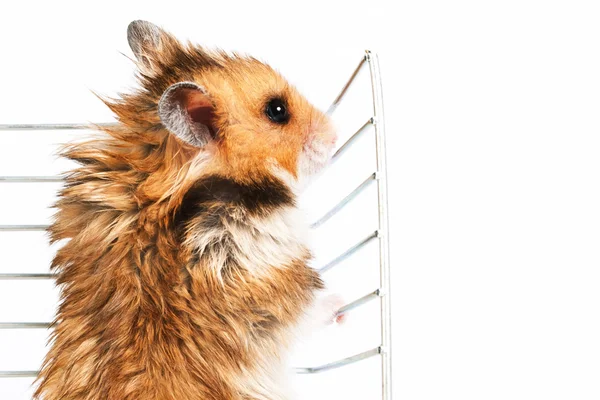 Hamster climbs up the cage — Stock Photo, Image