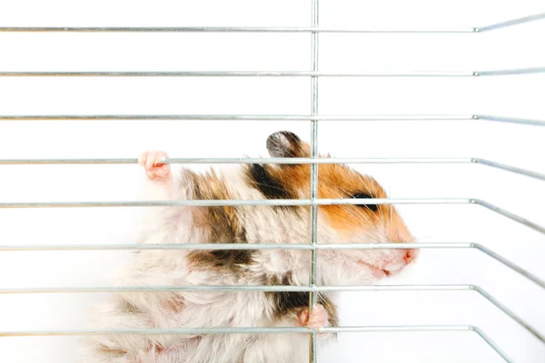 Hamster climbs up the cage — Stock Photo, Image