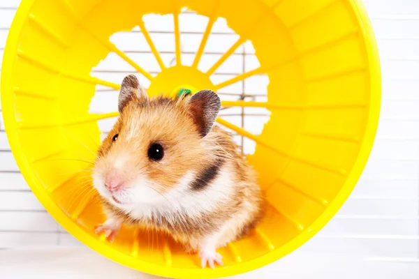 Hamster correndo na roda de corrida — Fotografia de Stock