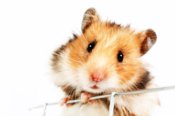 Hamster climbs up the cage — Stock Photo, Image