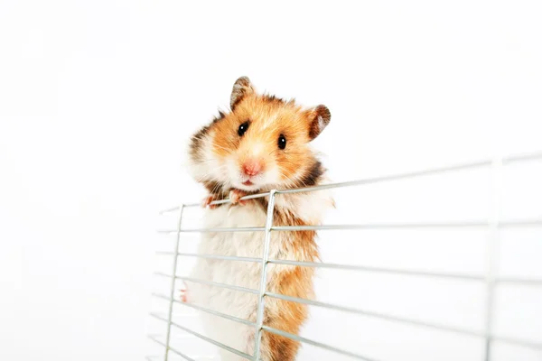 Hamster klimt de kooi — Stockfoto