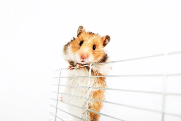 Hamster kafes kadar tırmanıyor