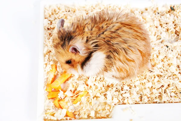 Hamster sitzt und frisst — Stockfoto