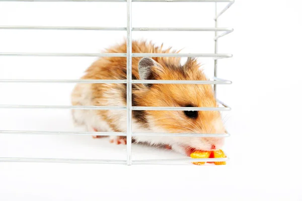 Hamster oturur ve bir kafes içinde yer — Stok fotoğraf