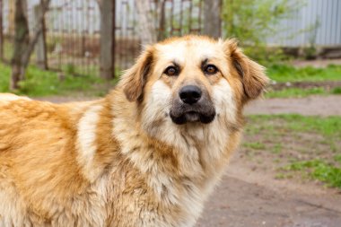 büyük güzel altın köpek (tam yüz köpek)