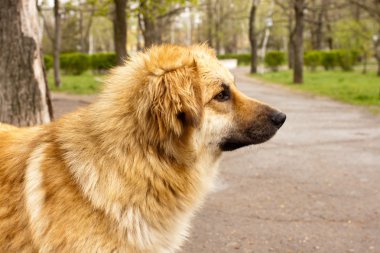 Profil büyük güzel altın köpek