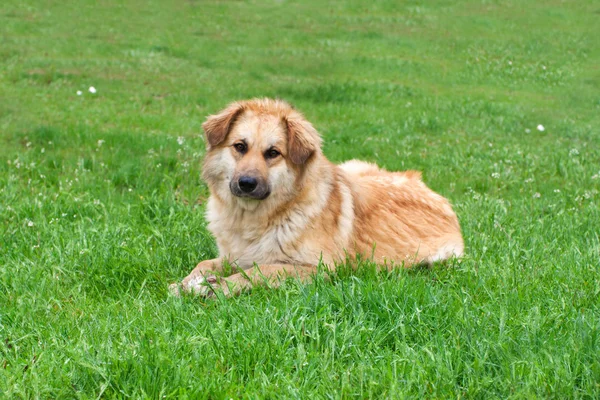 büyük köpek parkta çim üzerinde yalan