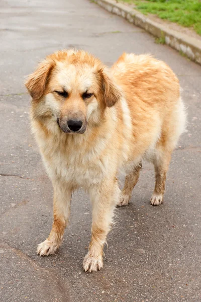 Obdachloser Hund steht auf der Straße — Stockfoto