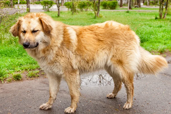 큰 황금 개 — 스톡 사진