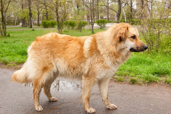 Velký zlatý pes — Stock fotografie