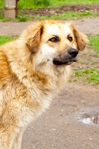 Big beautiful golden dog (full face dog) — Stock Photo, Image