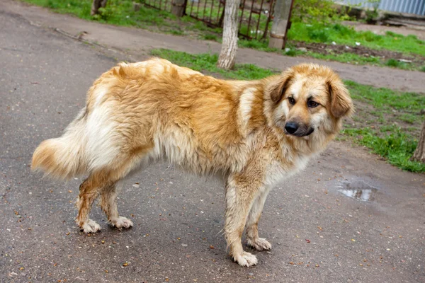 Stora golden hund — Stockfoto