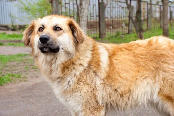 Velký krásný zlatý pes (obličejovou pes) — Stock fotografie