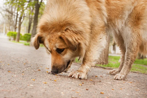 dog sniffing something on the road