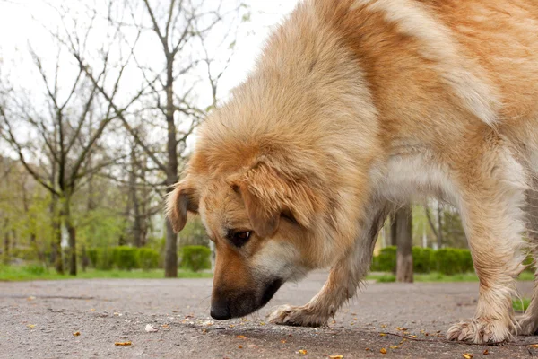 dog sniffing something on the road