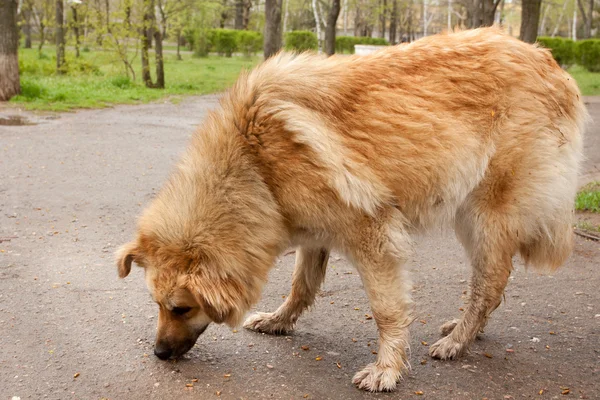 Hund sniffar något på vägen — Stockfoto