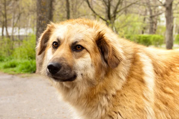 Profil velký krásný zlatý pes — Stock fotografie