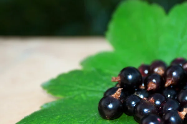 Handful of black currant — Stock Photo, Image