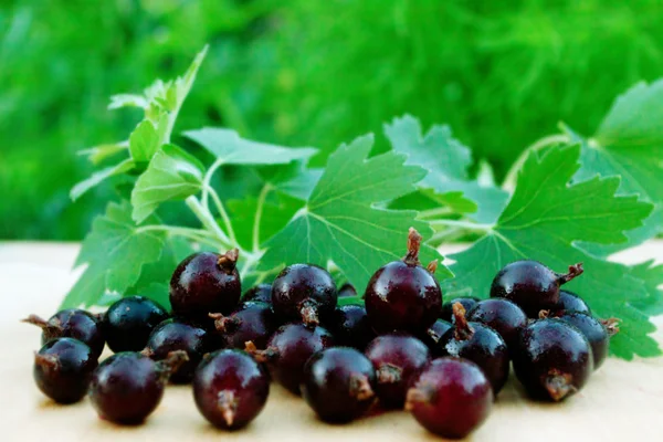 Eine Handvoll schwarzer Johannisbeeren auf dem Brett — Stockfoto