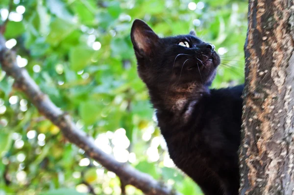 Gatito en el árbol — Foto de Stock