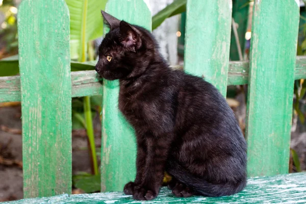 Preto gato sentado — Fotografia de Stock