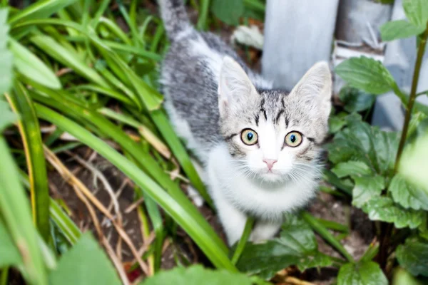 Bahçedeki küçük kedi yavrusu — Stok fotoğraf