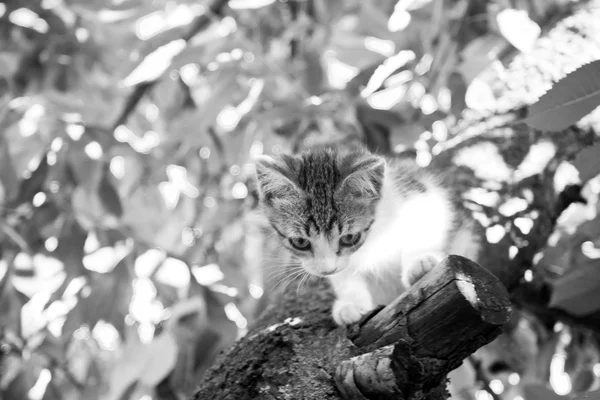 ツリー上の子猫 — ストック写真