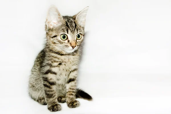 Engraçado gatinho listrado olha para cima, isolado — Fotografia de Stock