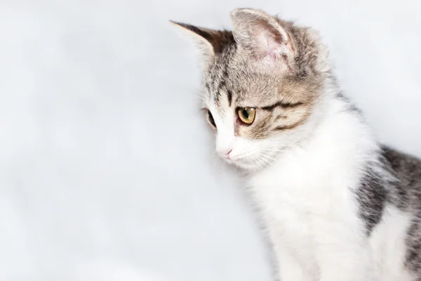 Lustige Katze isoliert entdeckt — Stockfoto
