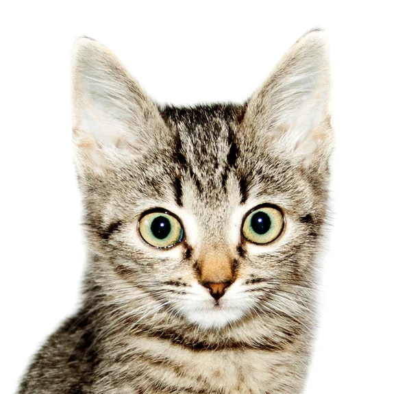 Funny kočka pruhovaná izolované — Stock fotografie