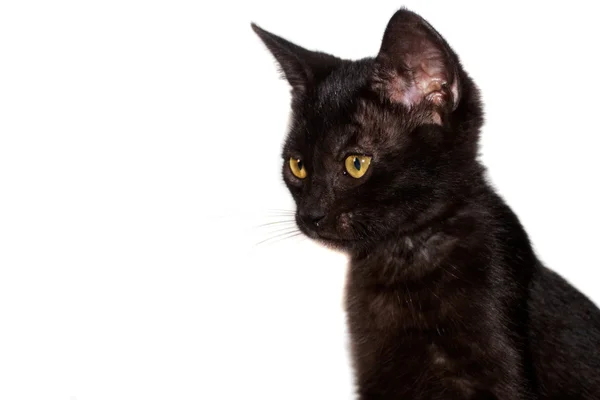 Černé kotě Těsnopis — Stock fotografie