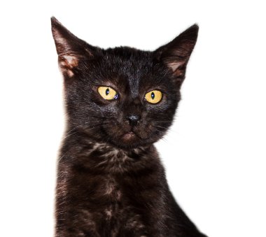 siyah yavru kedi stenografi