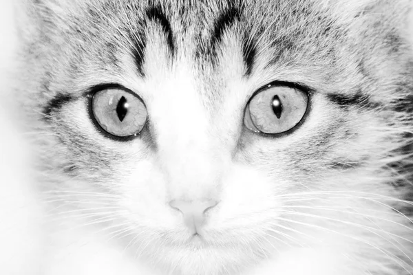 Funny cat striped black-white — Stock Photo, Image