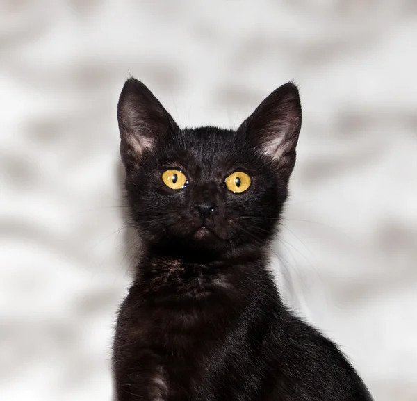 Siyah yavru kedi stenografi — Stok fotoğraf