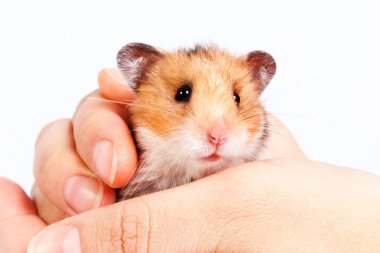 adam elinde küçük hamster