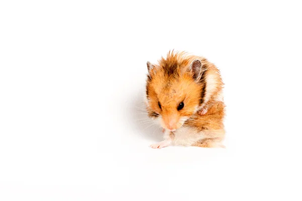 Lavagens de hamster sentado — Fotografia de Stock