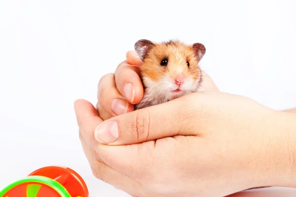 Kleine hamster in de handen van man — Stockfoto