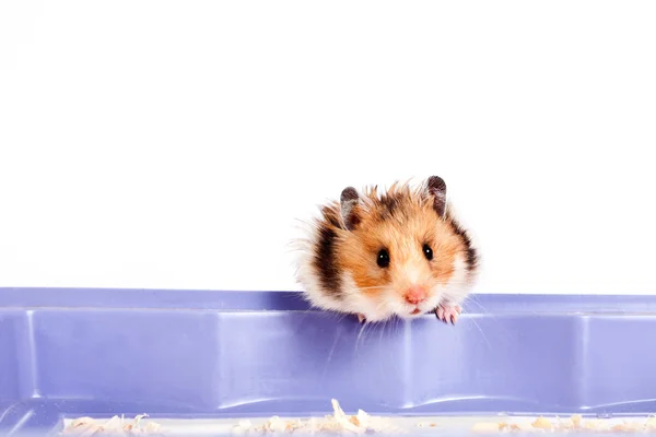 Nieuwsgierig kleine hamster — Stockfoto