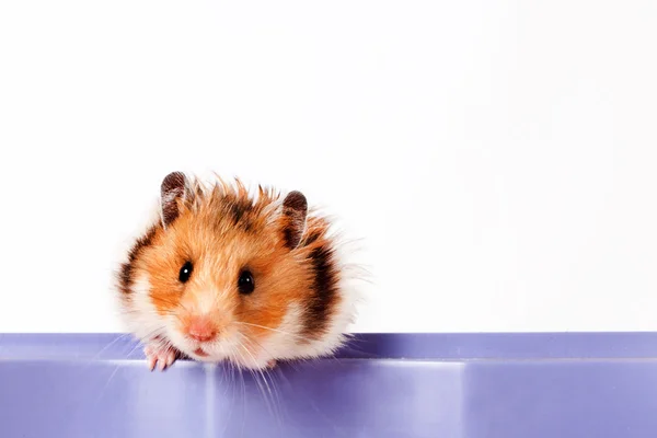 Nieuwsgierig kleine hamster — Stockfoto