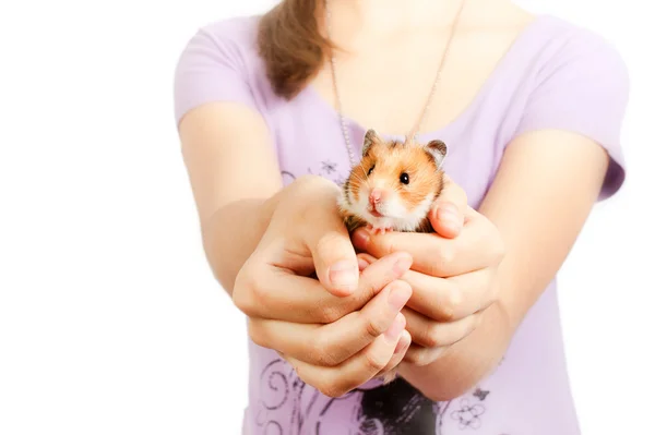Hamster nas mãos de uma menina — Fotografia de Stock